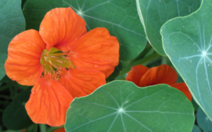 Fleur de capucine