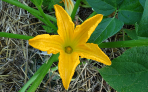 Fleur de courgette