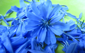 Fleur de frisée