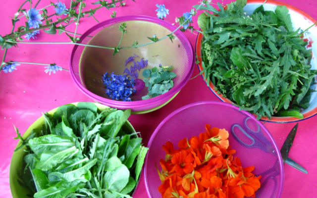 Préparation du mesclun au potager le Plantier